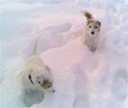 hunde im schnee