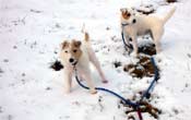 hunde im schnee