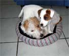 hunde im Korb