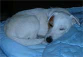 hundetraum
