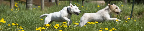 rennende hunde